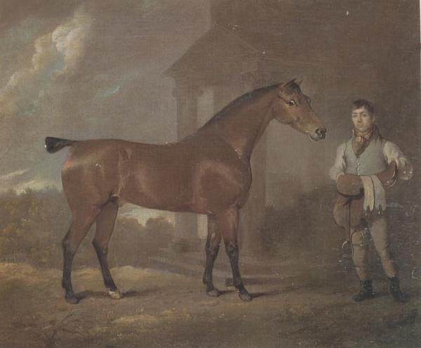  The Racehorse 'Woodpecker' in a stall